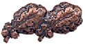 Oak Leaf Cluster Bronze 2 Double Oak Leafs
